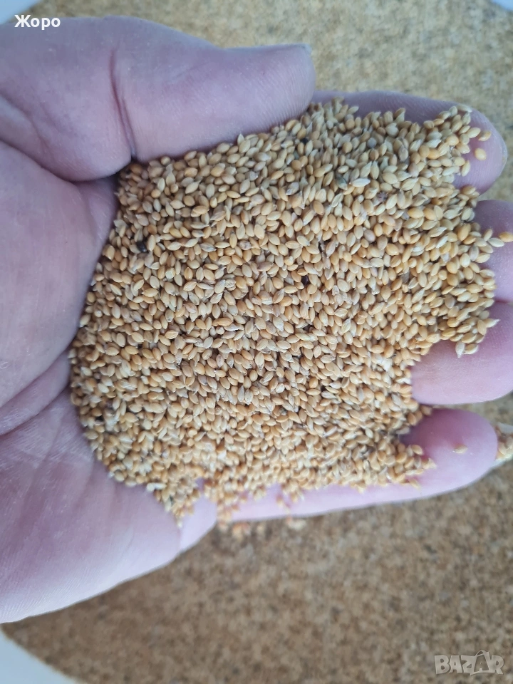 Продавам лудо просо , снимка 1