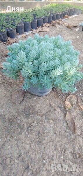 Син смърч седум, снимка 1