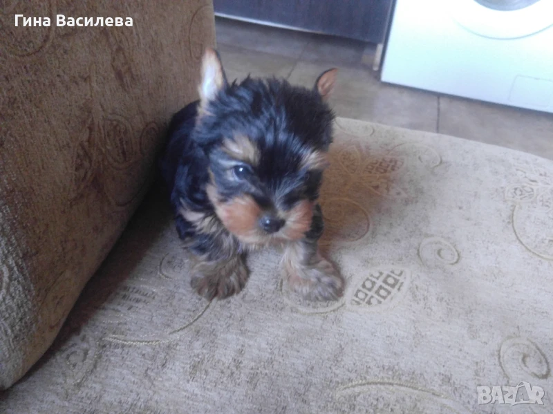 мини йоркширски териер, снимка 1