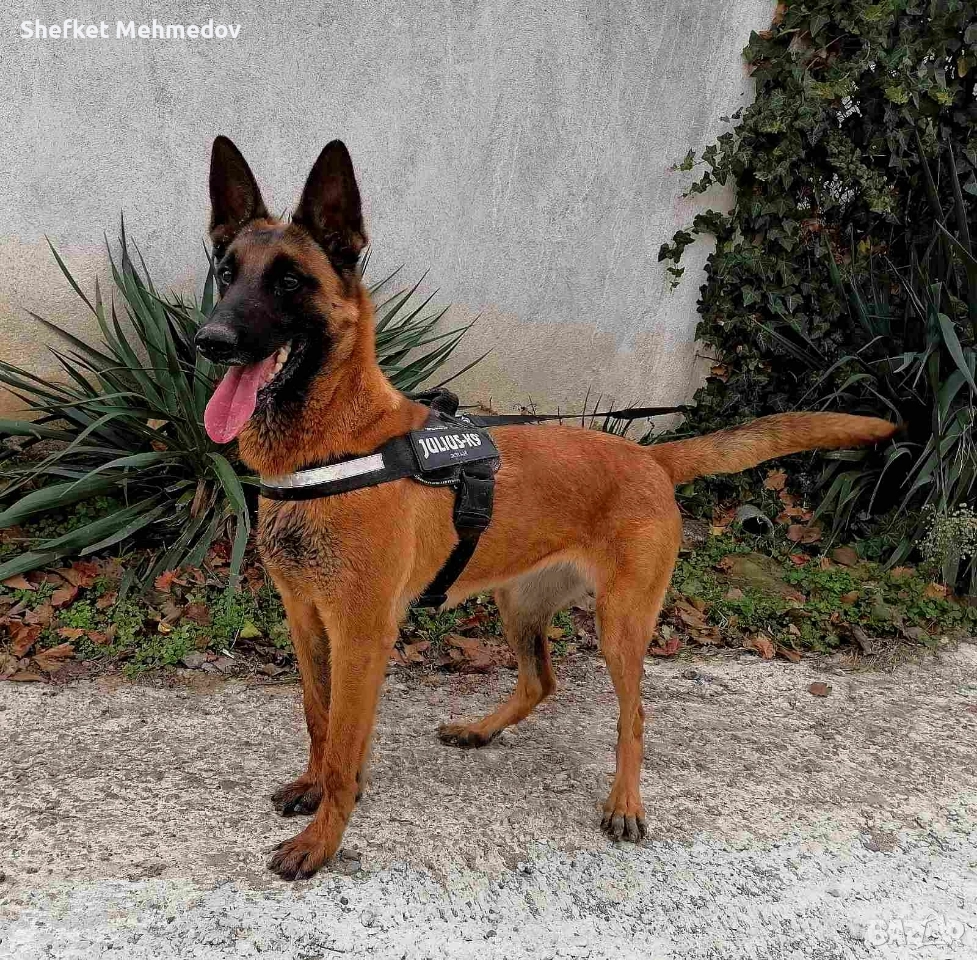 prodavase belgiska ovcarka na 3 gutinki jenska, снимка 1