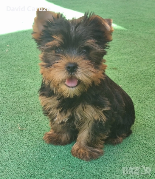 Йоркширски Териер Стандарт, снимка 1