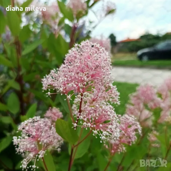  Калифорнийски люляк Мари Симон, Ceanothus "Marie Simon", снимка 1