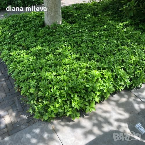 Пахисандра,„Pachysandra terminalis“, студоустойчива, снимка 1