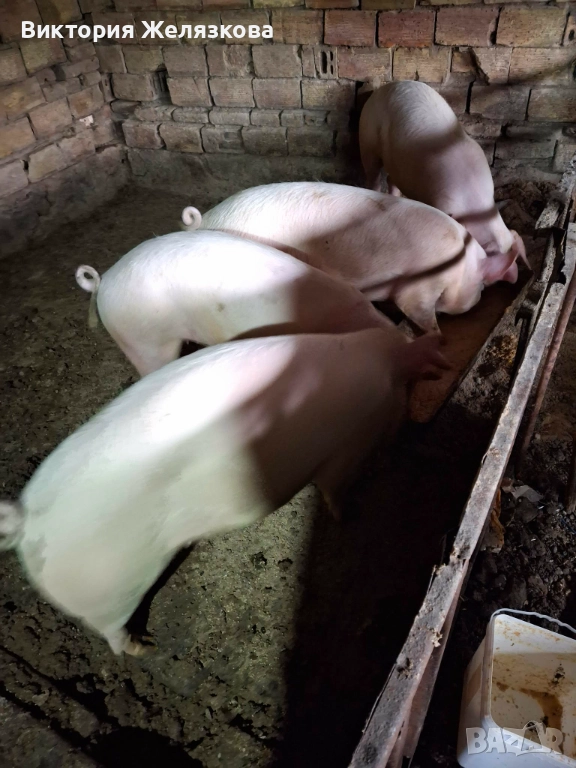 Прасета, снимка 1