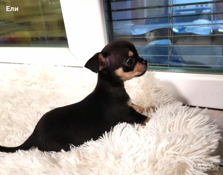 Чихуата (мъжки и женски) , снимка 1