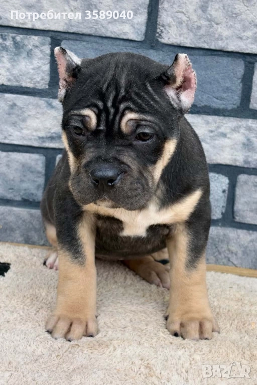 American Bully XL, снимка 1