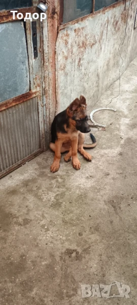 Немска Овчарка, снимка 1