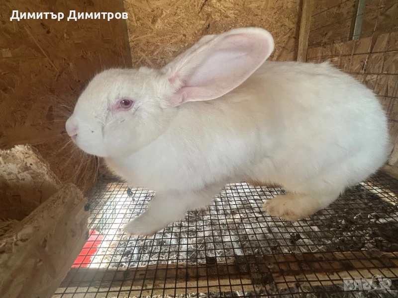 Зайци за месо и разплод, снимка 1
