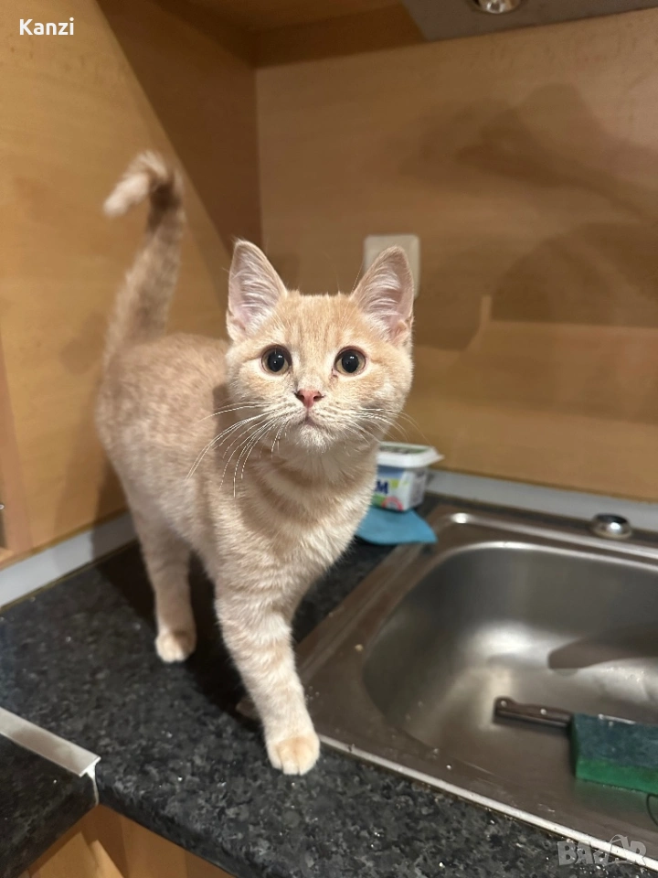 Британски Коте British, снимка 1