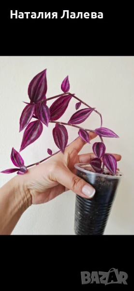 Традесканция, tradescantia Pink paradise, снимка 1