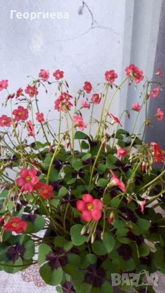 Продавам четирилистни детелини , снимка 1