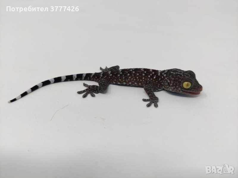 Токи / Gekko Gecko, снимка 1