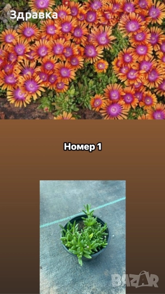 Делосперма 6 цвята , снимка 1