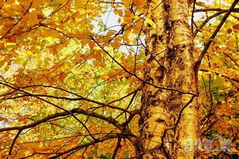 Жълта бреза в саксия , снимка 1