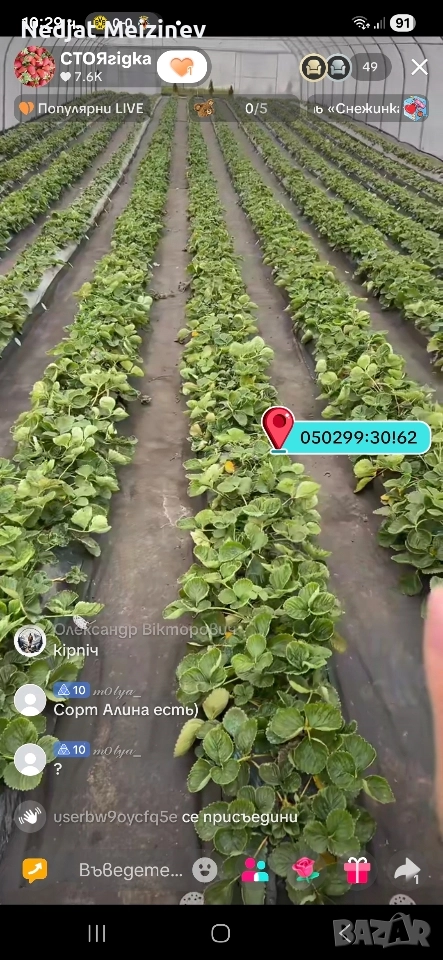 Разсад ягоди сорт Азия, снимка 1