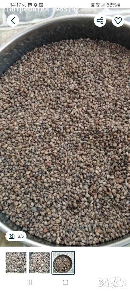 Семки от грозде, снимка 1