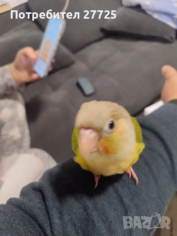 Пирура Молина Ананас 