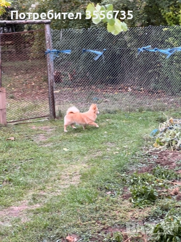 Померан Шпитц, снимка 5 - Немски шпиц - 52676167