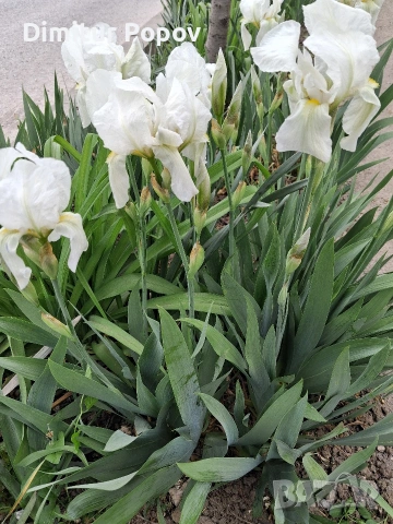 Перуника ,Ирис, снимка 2 - Разсади - 54358901