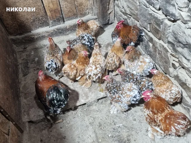 Продавам яйца от мини кохин порцелан, снимка 5 - други­ - 49700572