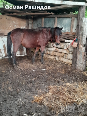 Продава се Жребец , снимка 2 - Коне - 52695060