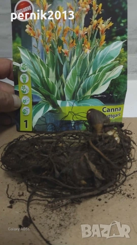 кана с вариегатни листа грудка, снимка 2 - Градински цветя и растения - 53912650