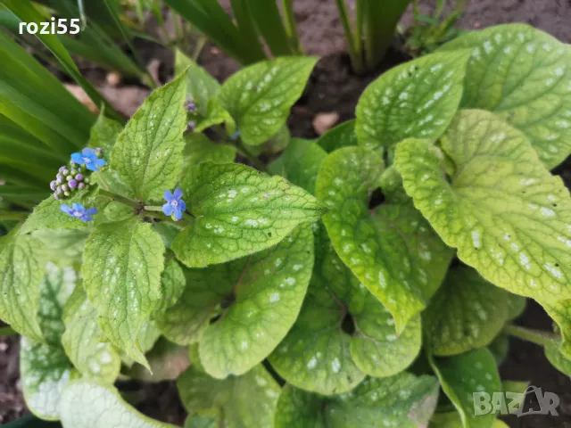 Продавам многогодишни студоустойчиви цветя от моята градина на гол корен., снимка 7 - Градински цветя и растения - 49873504