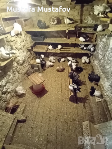 ПРОДАВАМ ФЕНЕРЛИИ , снимка 6 - Гълъби - 52806875