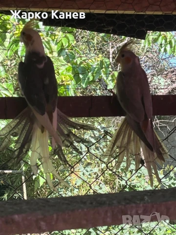 Папагали корели, снимка 2 - Папагали - 50728592