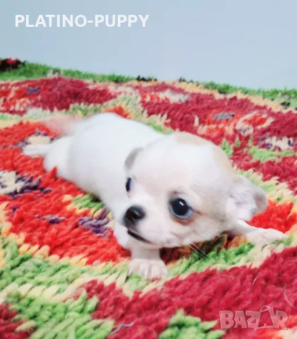 ЧИХУАХУА БЕБЕТА, снимка 13 - Чихуахуа - 48926548