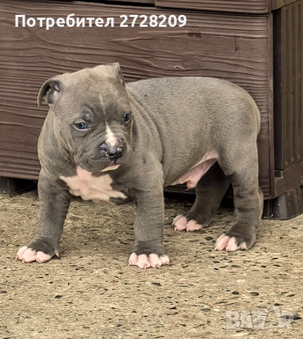 Американско Були Хл/American Bully XL , снимка 4 - Питбул - 53262294