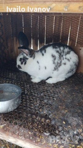 продавам домашни зайци ....., снимка 2 - Други стоки за животни - 52538744