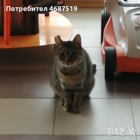 Търсим дом на Тъчи, снимка 6 - Други - 52847802