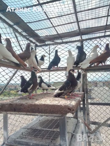 Гълъби високолетачи ПАЗАРДЖИШКИ!, снимка 9 - Гълъби - 30137742