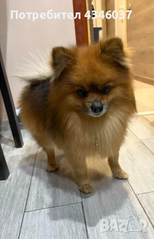 Издирва се това куче