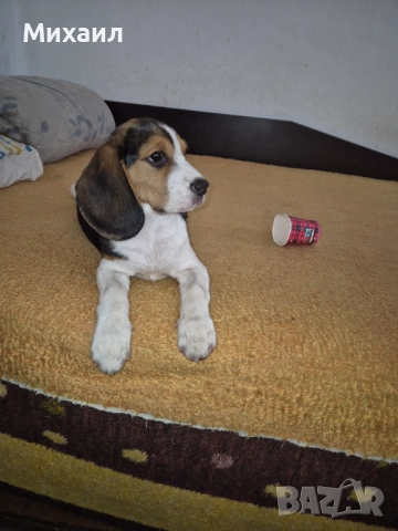 Продавам Бийгъл, снимка 2 - Бигъл - 53949058