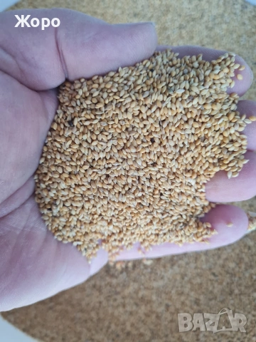 Продавам лудо просо 