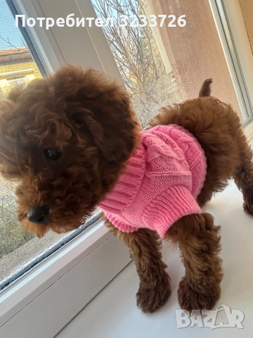 Той пудел момиче 