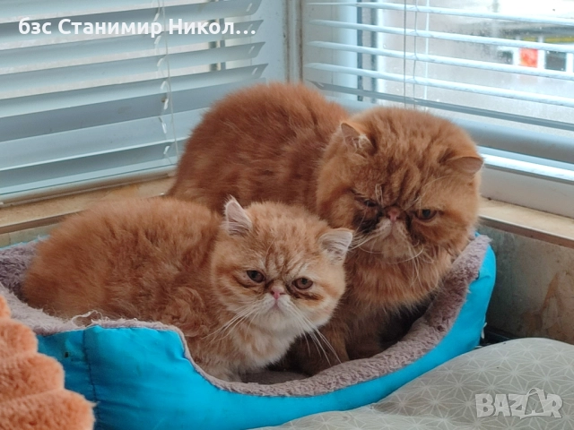 Женско екзотично персийско коте на 4 месеца., снимка 11 - Персийска - 52893968