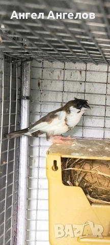 качулати японски 