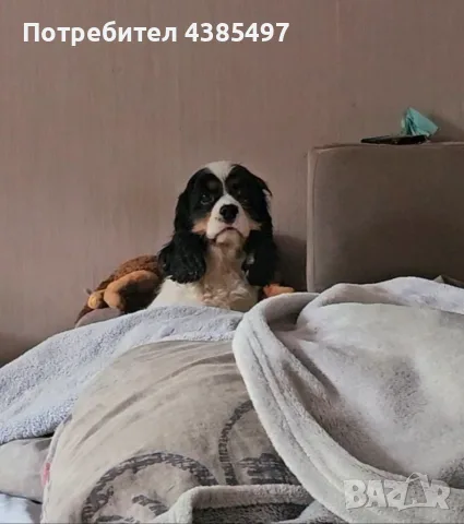 Женски шпаньол трицветен, снимка 3 - Шпаньоли - 56473987