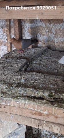 Продавам Архангели, снимка 2 - Гълъби - 54241623