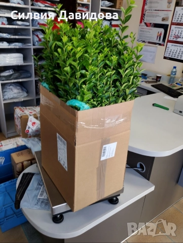 0.70 лв. Лигуструм на корен, снимка 6 - Градински цветя и растения - 51886286