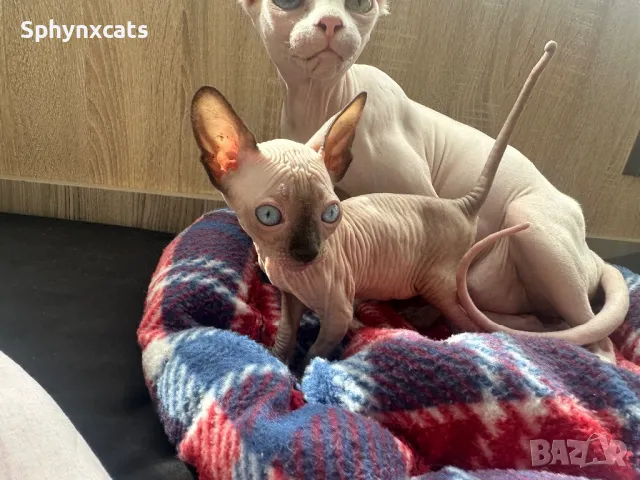 Котенца момичета и момчета канадски сфинкс, снимка 3 - Сфинксове - 49394602