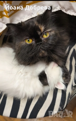 Породисти пухкави персийски котета, снимка 3 - Персийска - 52670996