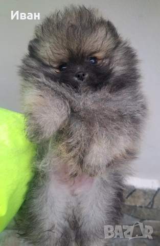 Померан, снимка 5 - Померан - 54050147