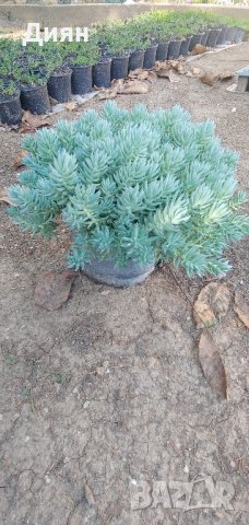 Син смърч седум