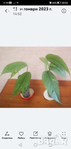 Епипремнум Себу блу/Epipremnum Pinnatum Cebu Blue/, снимка 3 - Стайни растения - 42855700
