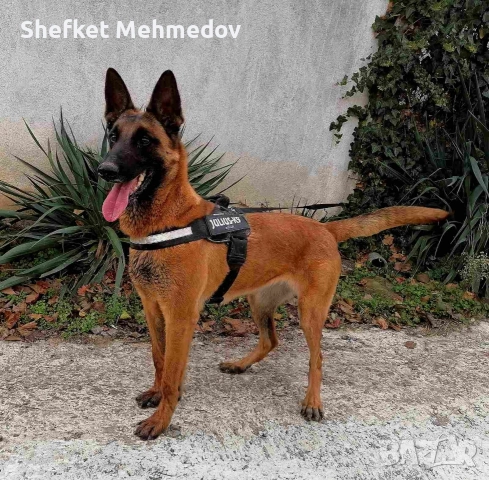 prodavase belgiska ovcarka na 3 gutinki jenska