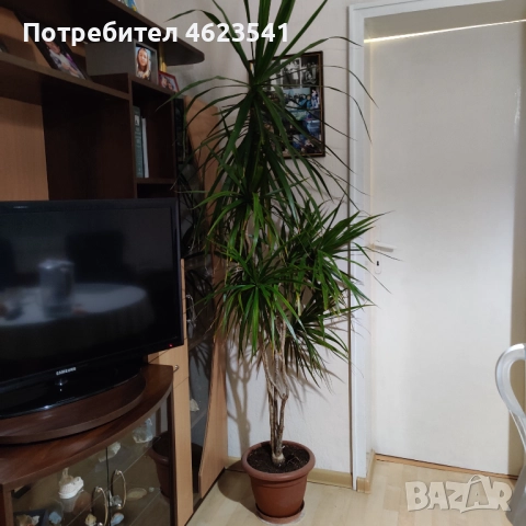 Драцена висока почти2 м